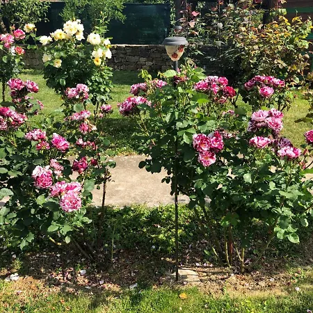 за гости рай с до гр велико търново