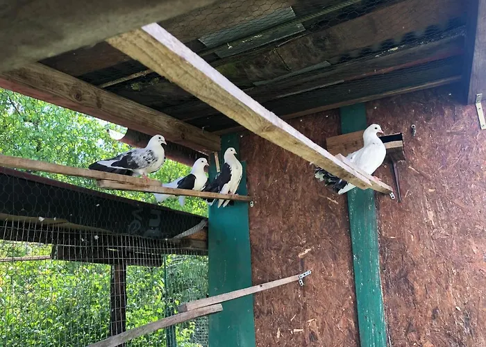 Feriehus за гости рай с до гр велико търново *